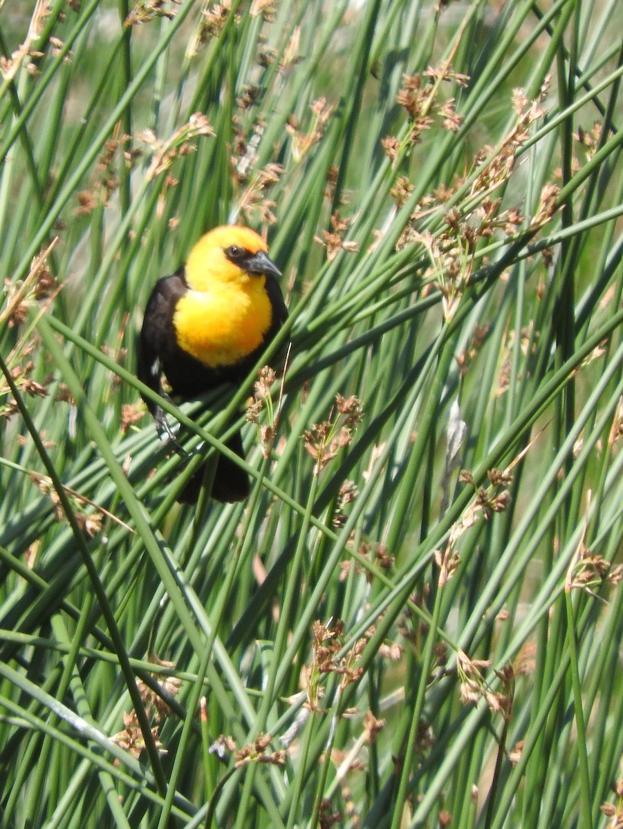 Yellow-headed Blackbird - Cole Gaerber
