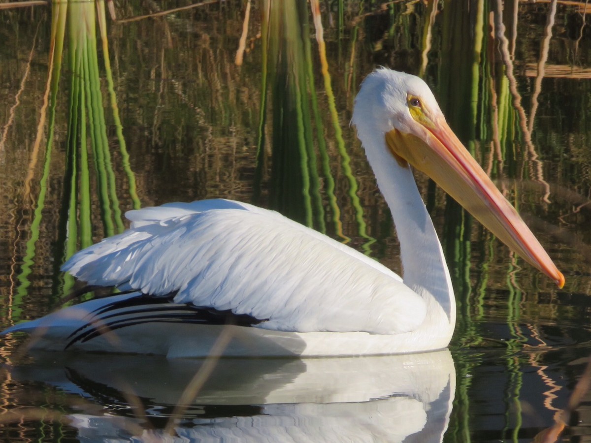 American White Pelican - karl  schmidt