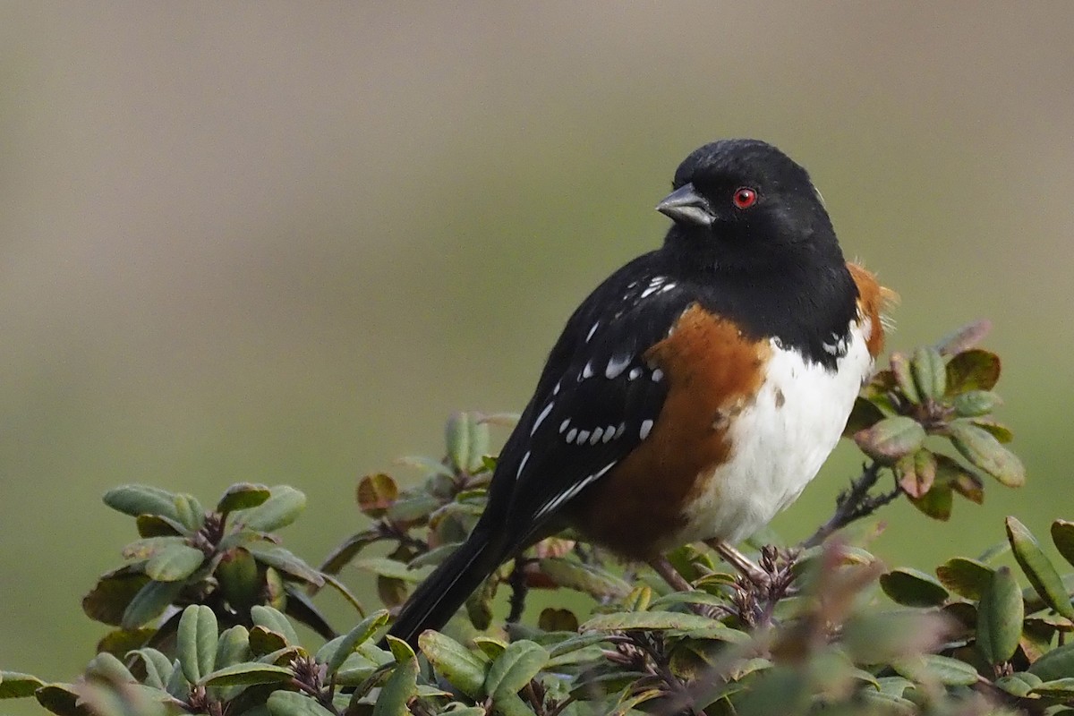 Spotted Towhee - ML411721751