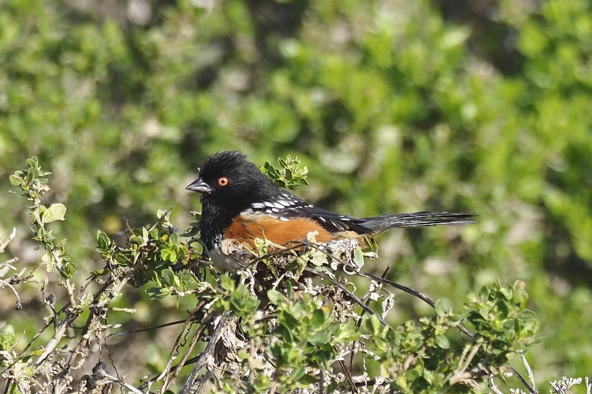 Spotted Towhee - ML411721771