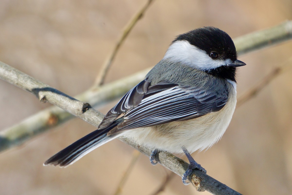 Black-capped Chickadee - Laura Sisitzky