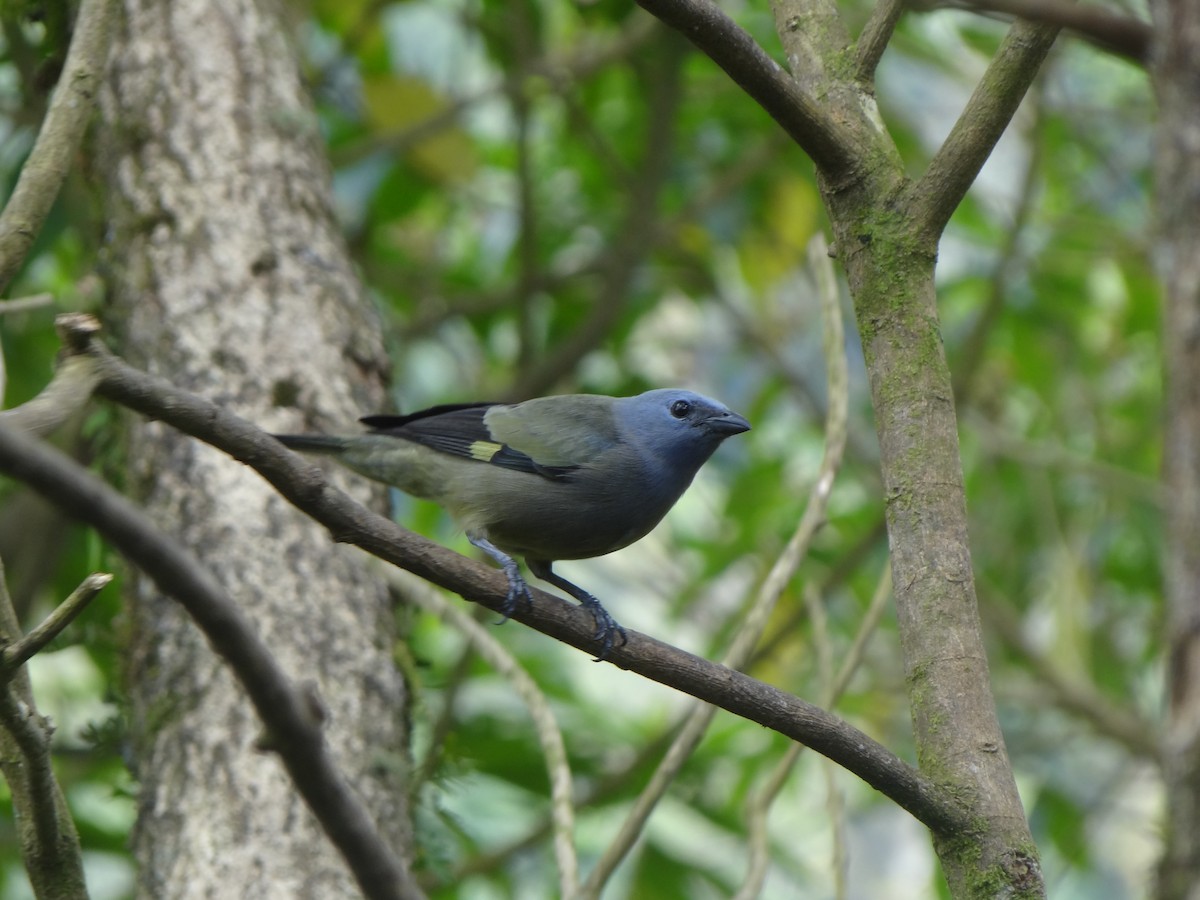 Yellow-winged Tanager - ML411727691