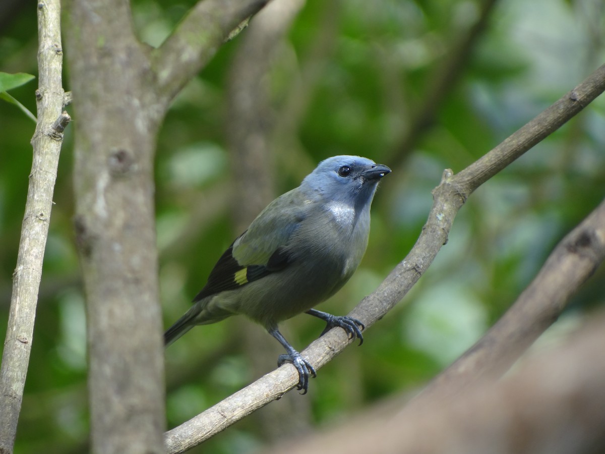 Yellow-winged Tanager - ML411727731