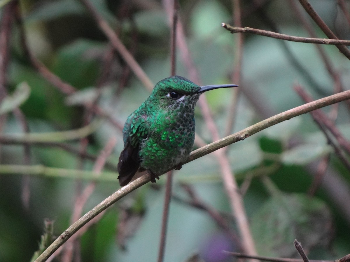 Green-crowned Brilliant - ML411728101
