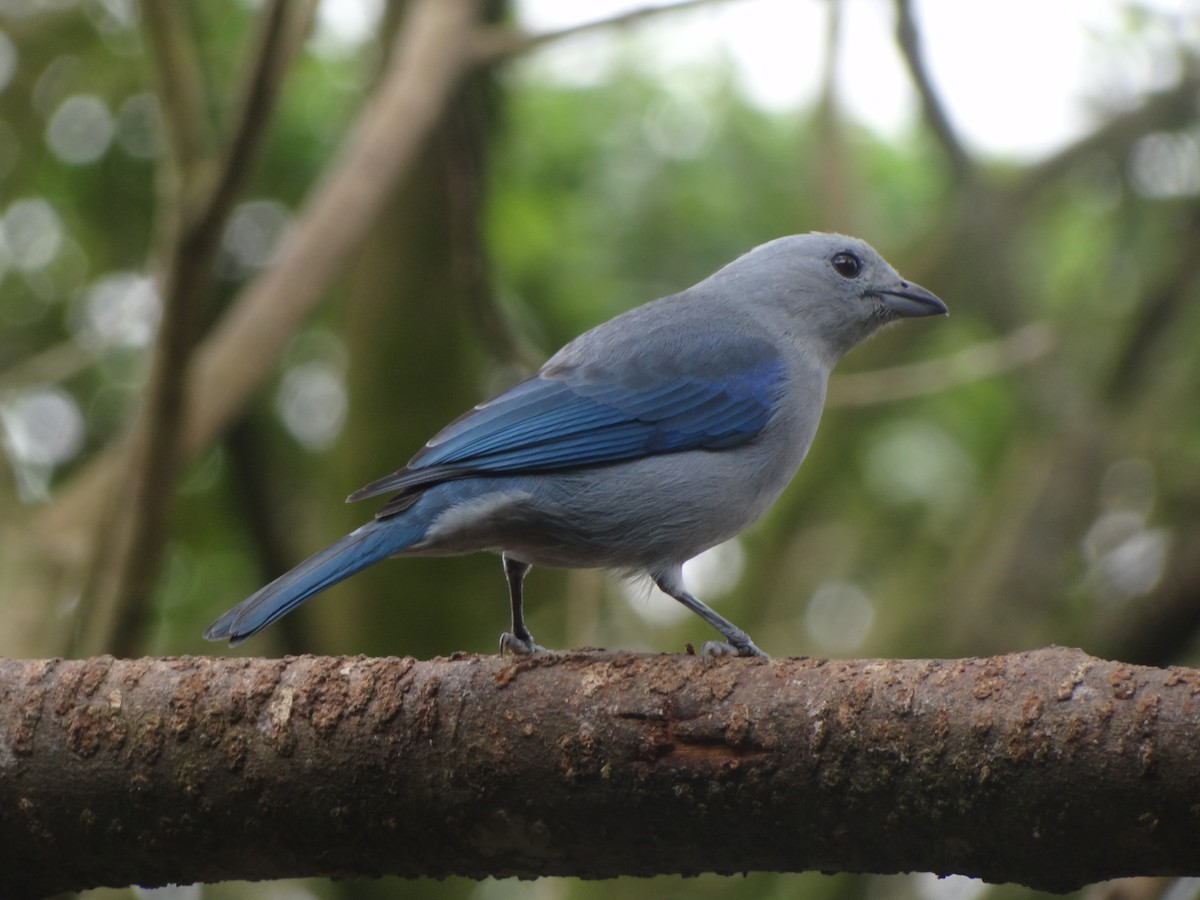 Blue-gray Tanager - ML411728301