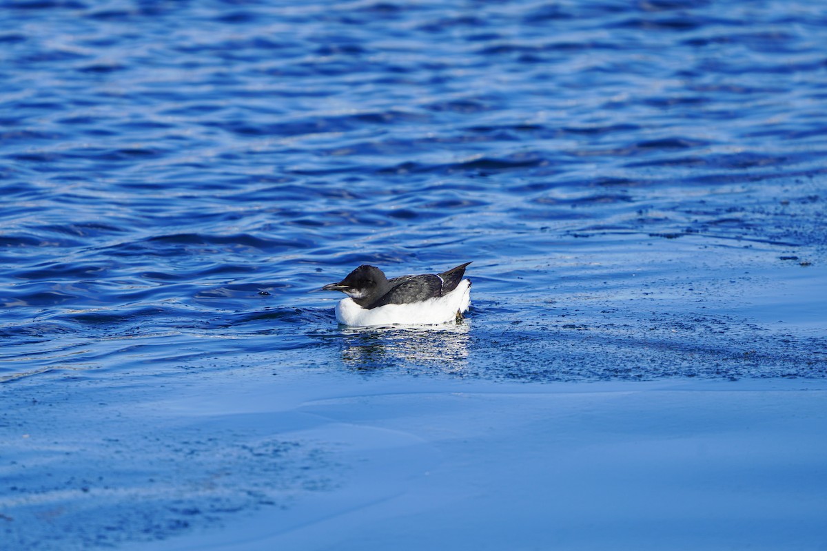 Thick-billed Murre - ML411740481