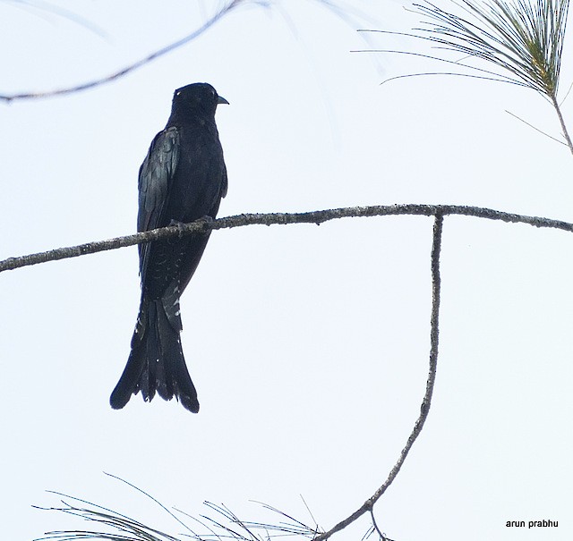 Fork-tailed Drongo-Cuckoo - Arun Prabhu