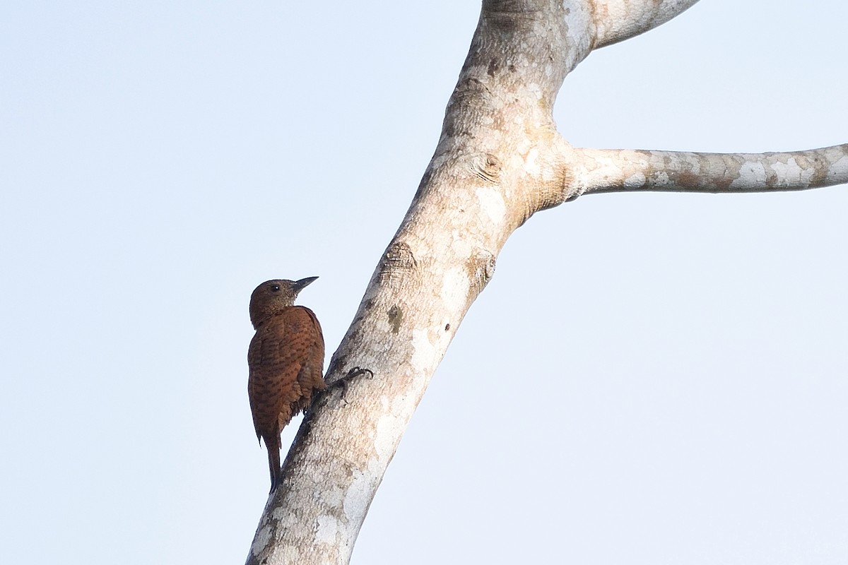 Rufous Woodpecker - ML41174301
