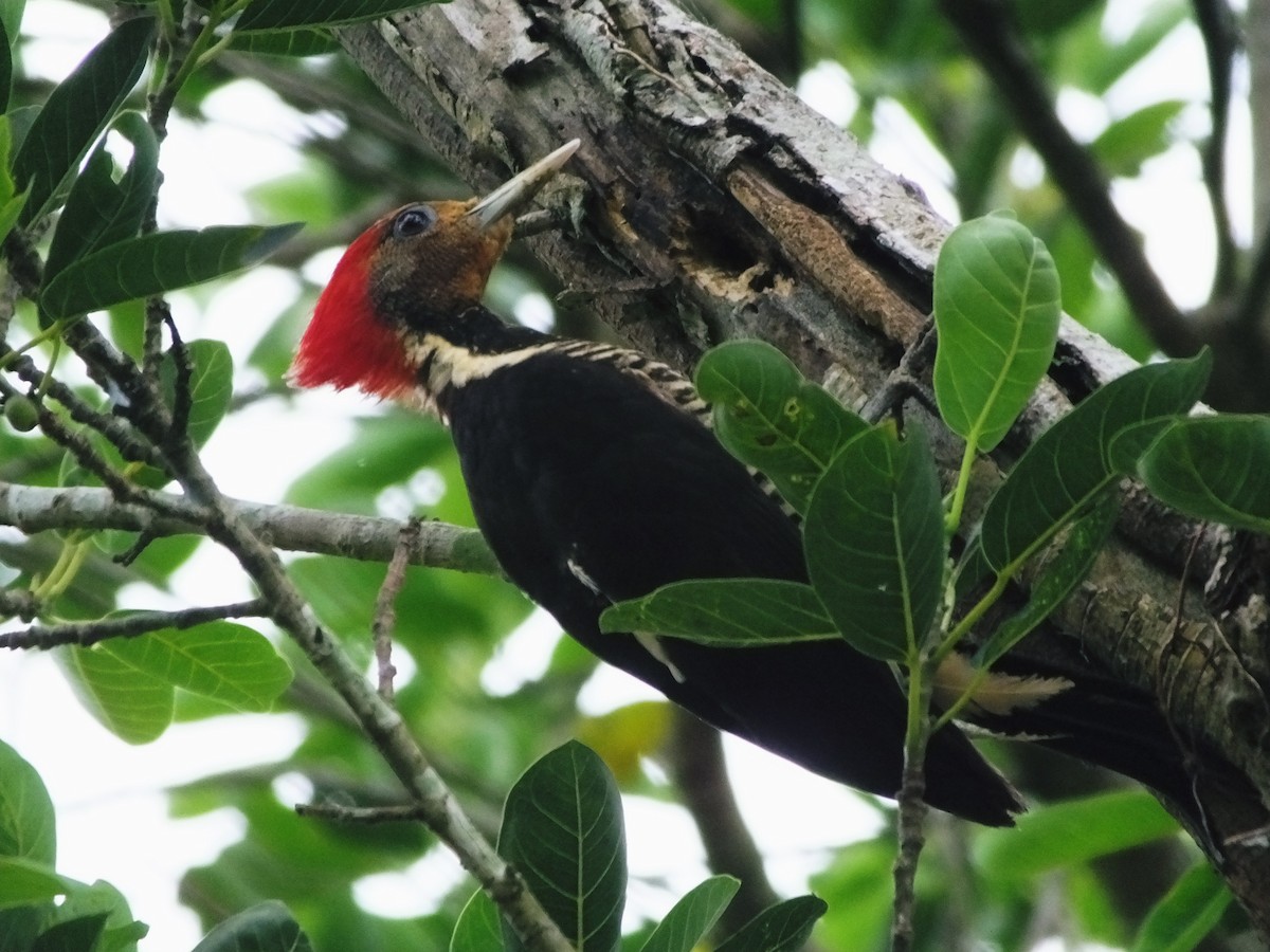 Helmeted Woodpecker - Oscar  Rodriguez CON-Paraguay Birding & Nature