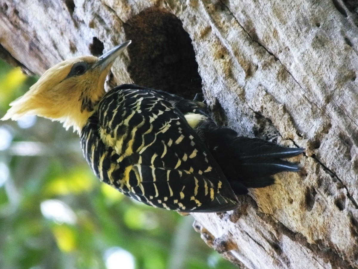 Blond-crested Woodpecker - ML41175041