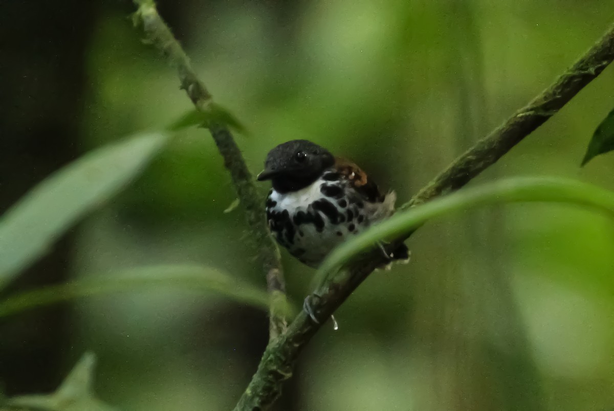 Spotted Antbird - ML411751561