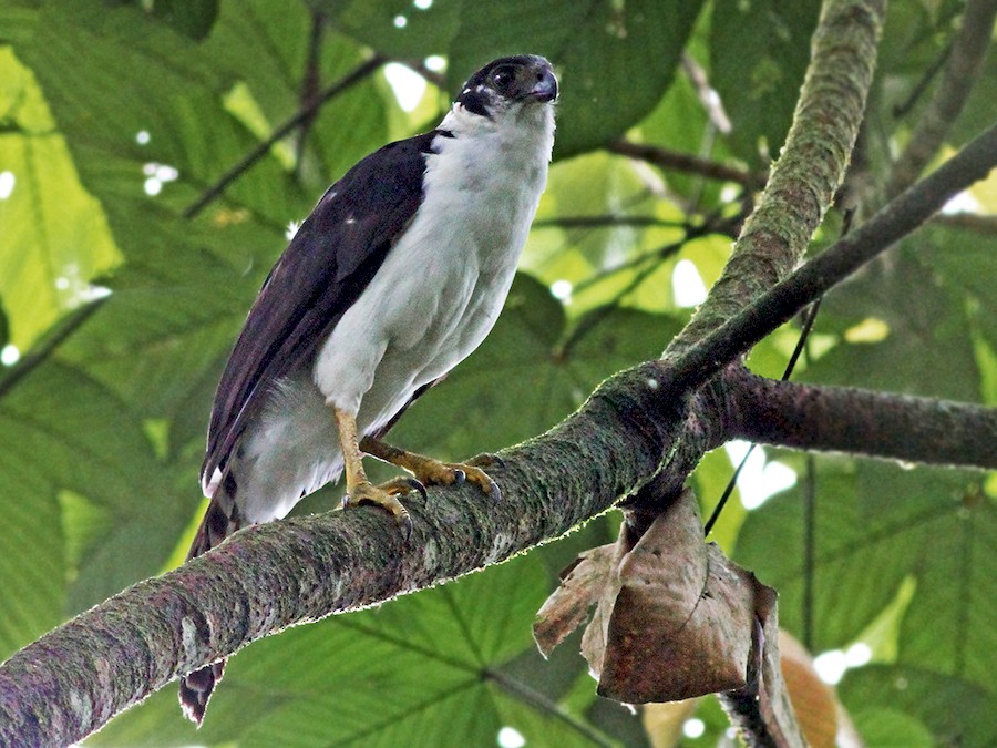 Collared Forest-Falcon - eBird