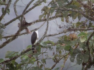 นกเต็มวัย ชุดขนสีอ่อน - kamal stamboul - ML41175511