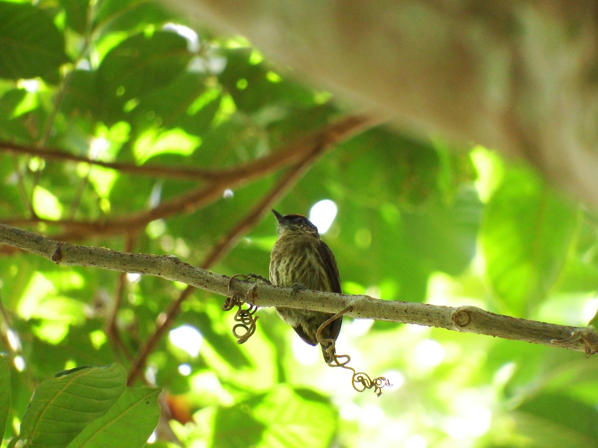 Olivaceous Piculet - Mayron McKewy Mejia