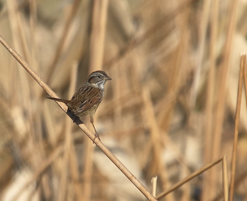 Swamp Sparrow - Mariah Hryniewich