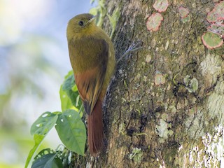  - Olivaceous Woodcreeper