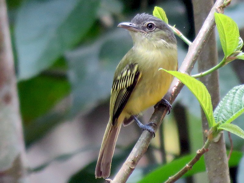 Yellow-olive Flycatcher - Fernando Angulo - CORBIDI