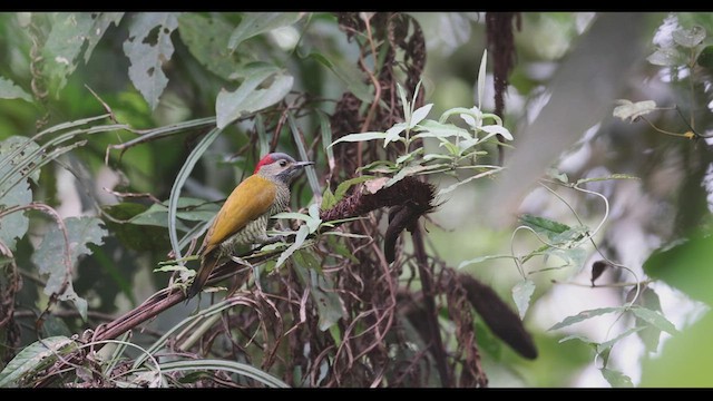 Golden-olive Woodpecker (Golden-olive) - ML411776841
