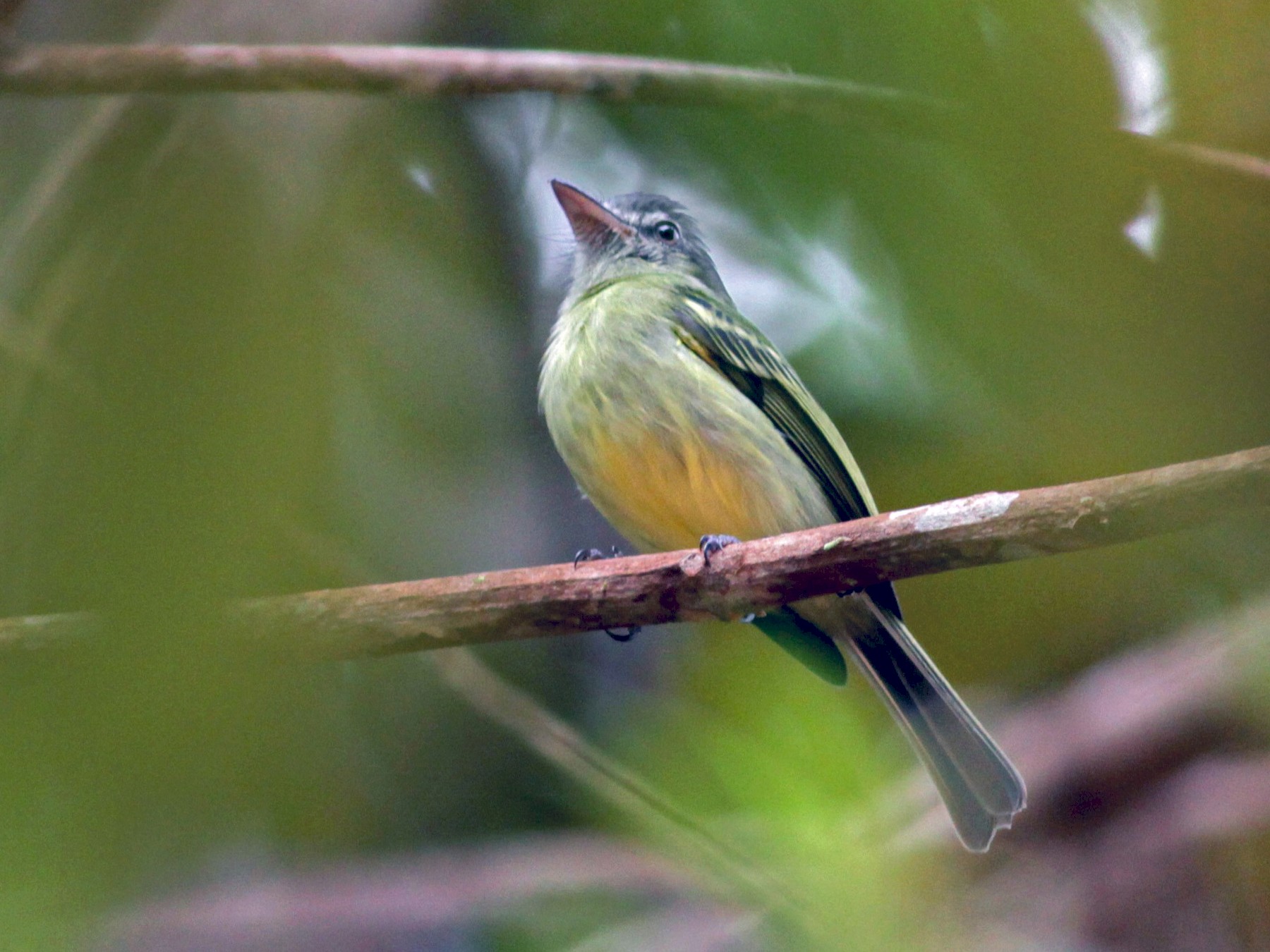 Yellow-olive Flycatcher - Jay McGowan