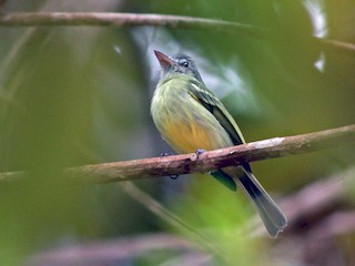 นกเต็มวัย (Guianan) - Jay McGowan - ML41178041
