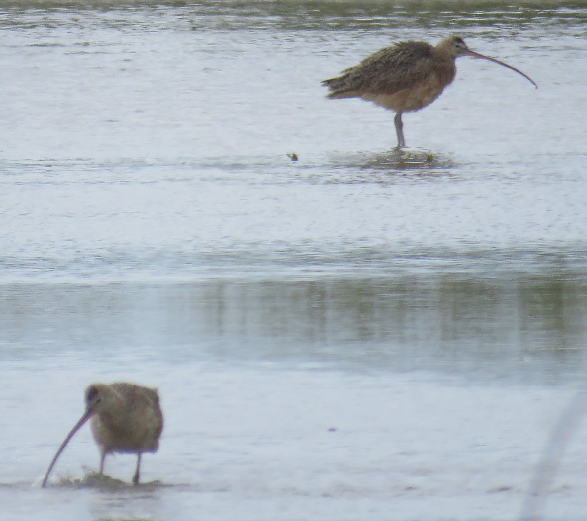 Long-billed Curlew - ML411783501