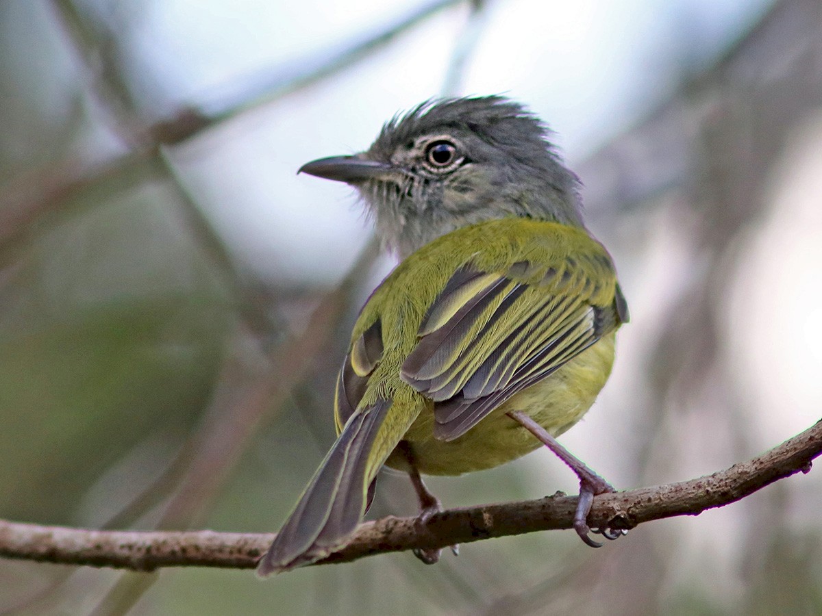 Yellowolive Flatbill eBird