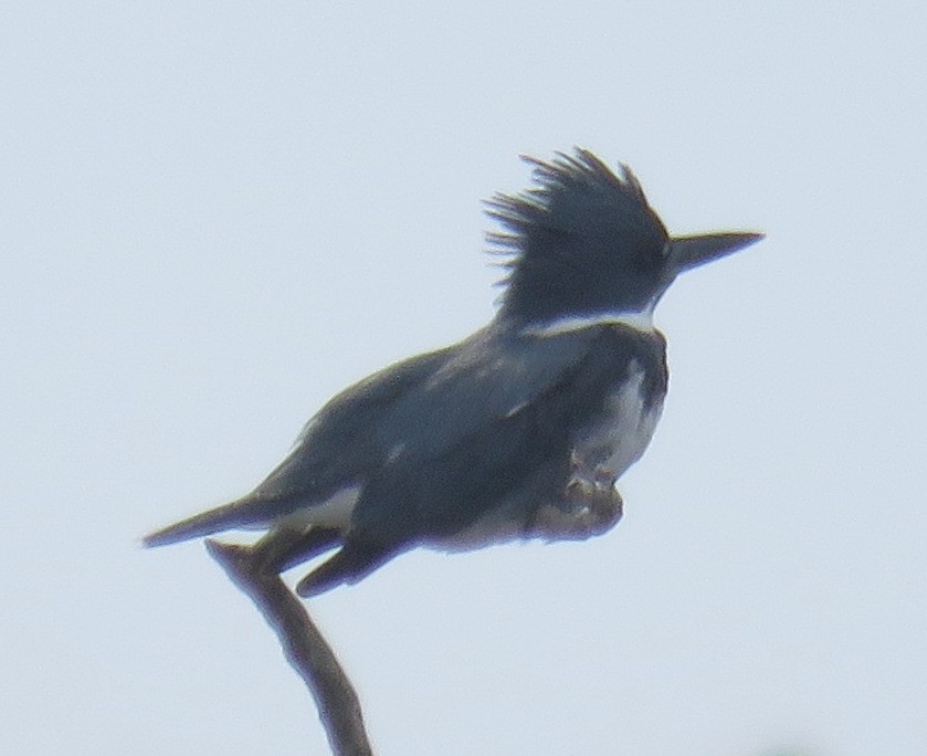 Belted Kingfisher - ML411784461