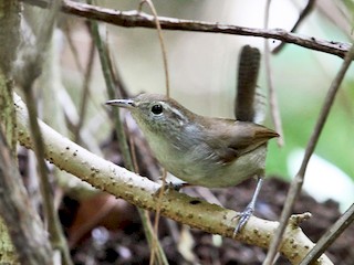 Saltapared Vientre Blanco - eBird