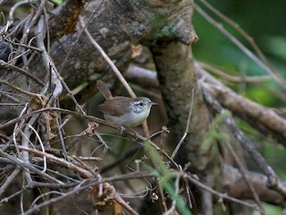 Saltapared Vientre Blanco - eBird