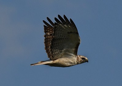 Red-tailed Hawk - ML411787821