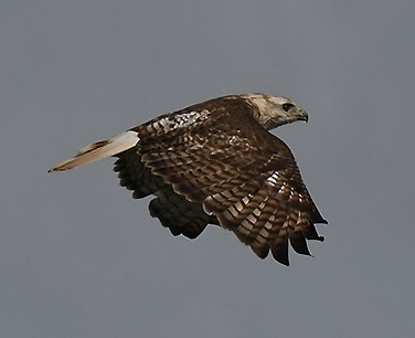 Red-tailed Hawk - ML411787841