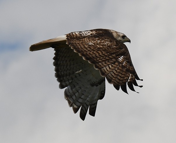 Red-tailed Hawk - ML411787851