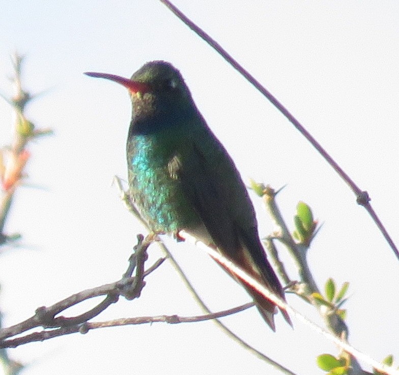 Broad-billed Hummingbird - ML411791241