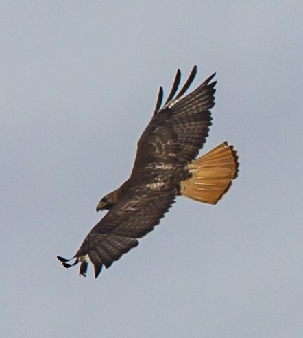 Red-tailed Hawk - ML41180251