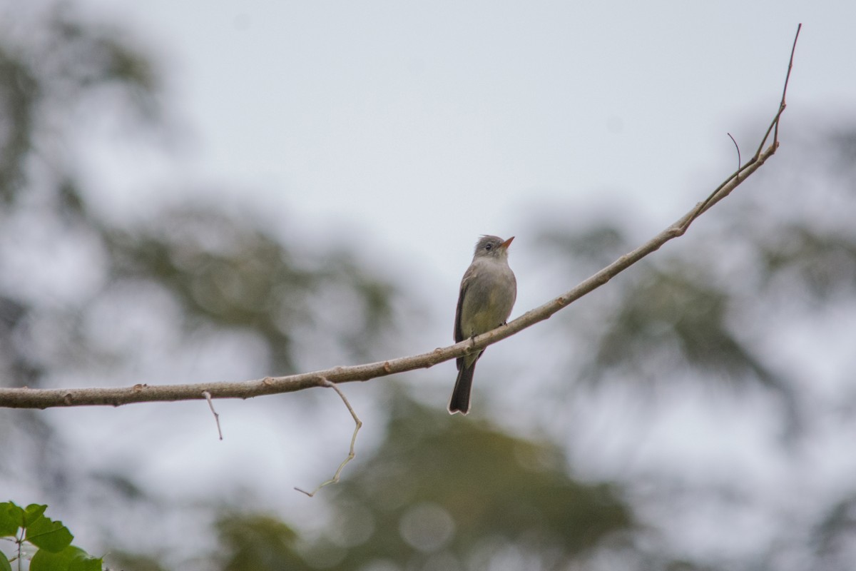 Greater Pewee - ML411804881