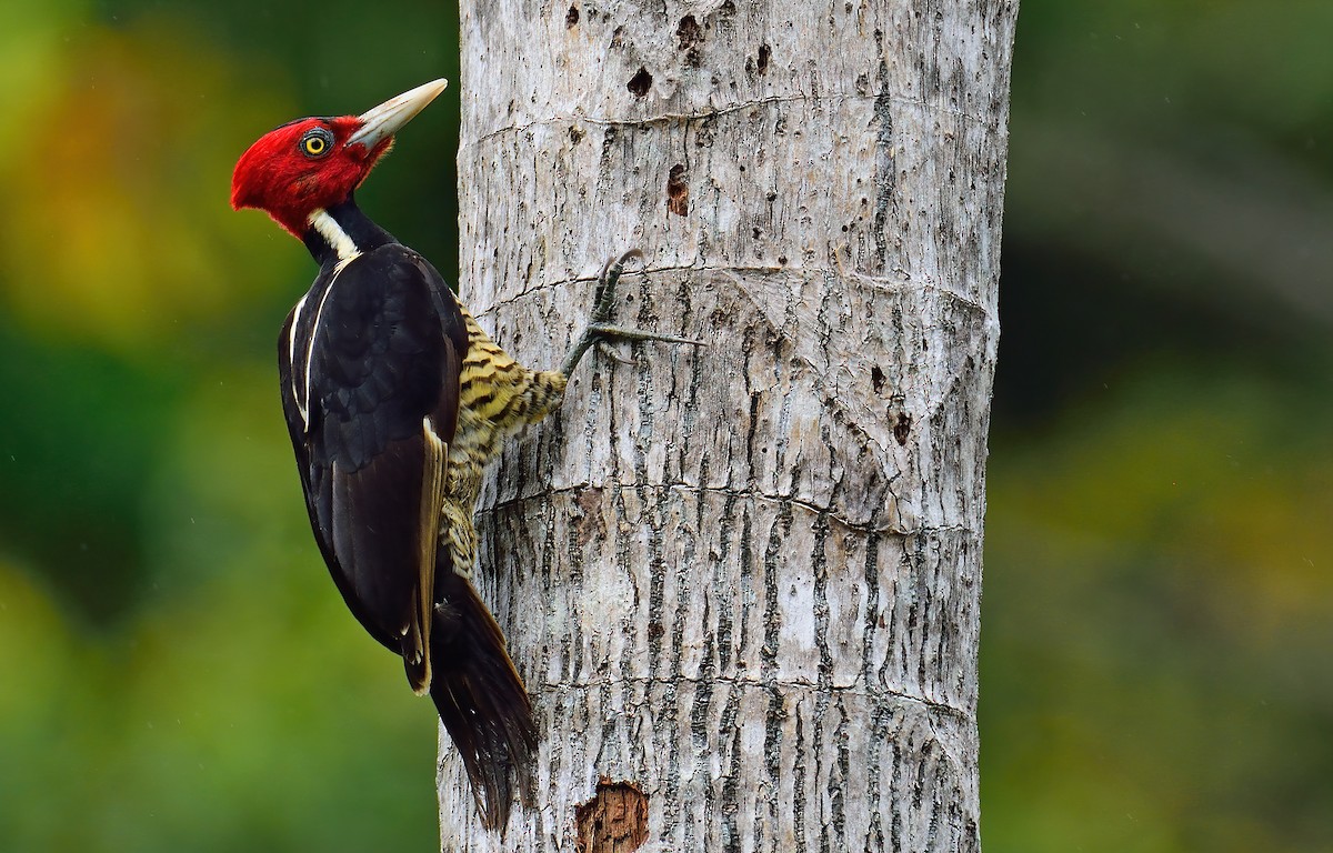 Pale-billed Woodpecker - Ad Konings