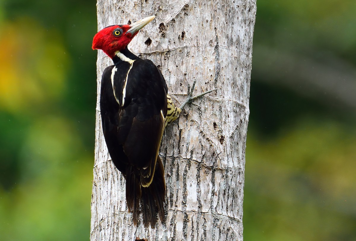 Pale-billed Woodpecker - Ad Konings