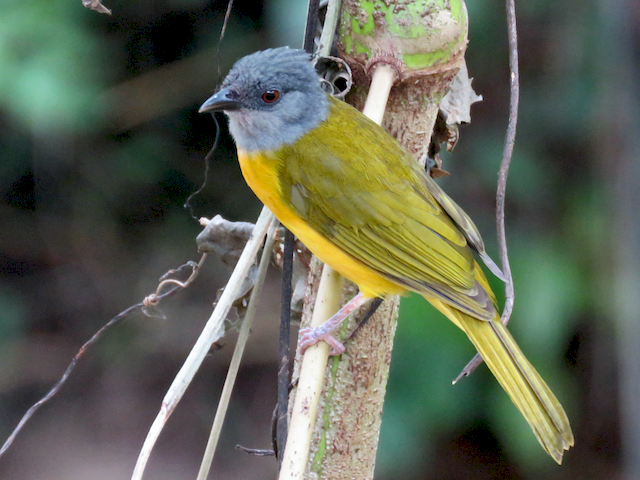 Adult (Gray-crested) - Gray-headed Tanager - 
