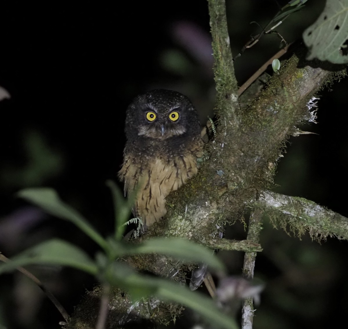 White-throated Screech-Owl - ML411811071