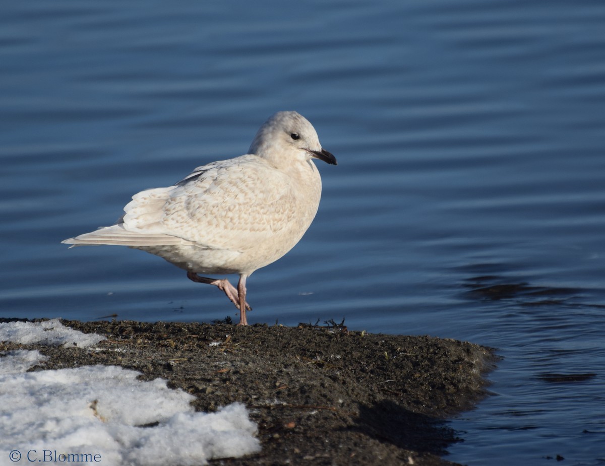 Iceland Gull (kumlieni/glaucoides) - ML41181131