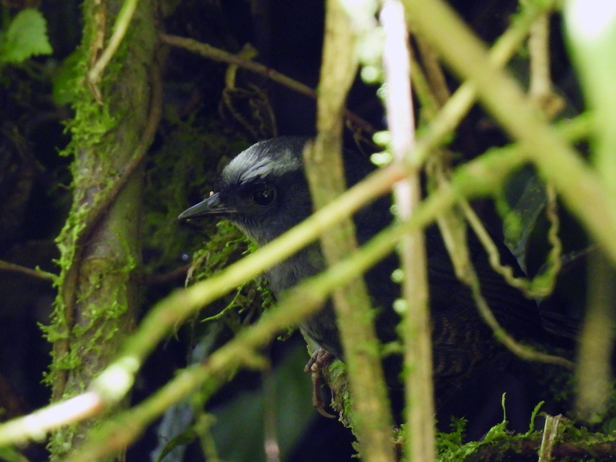Silvery-fronted Tapaculo - ML411811621