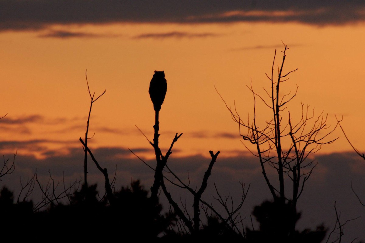 Great Horned Owl - Doug Hitchcox