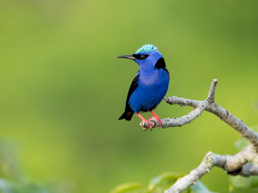 Red-legged Honeycreeper - Luana Bianquini