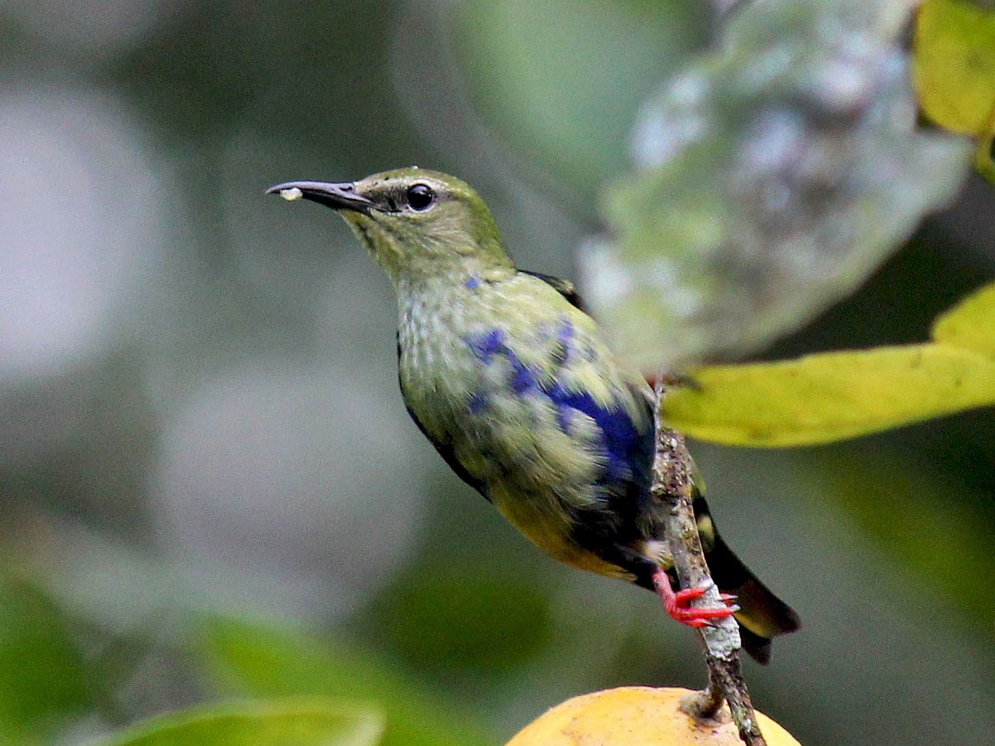 Red-legged Honeycreeper - eBird