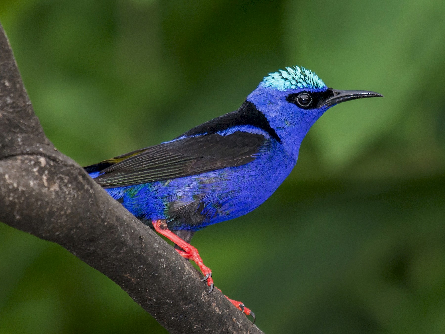 Red-legged Honeycreeper - Tal Pipkin