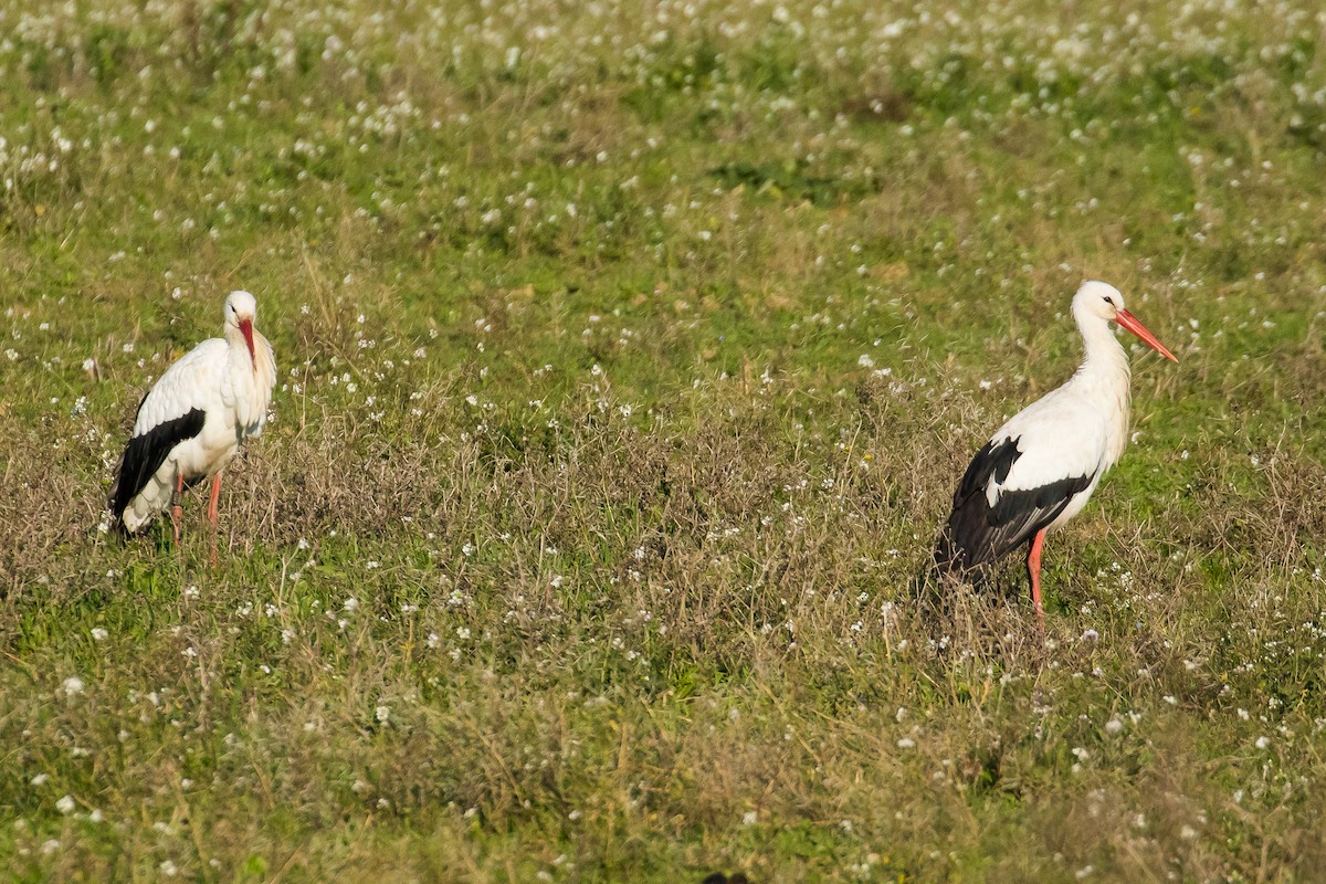 White Stork - ML41181421