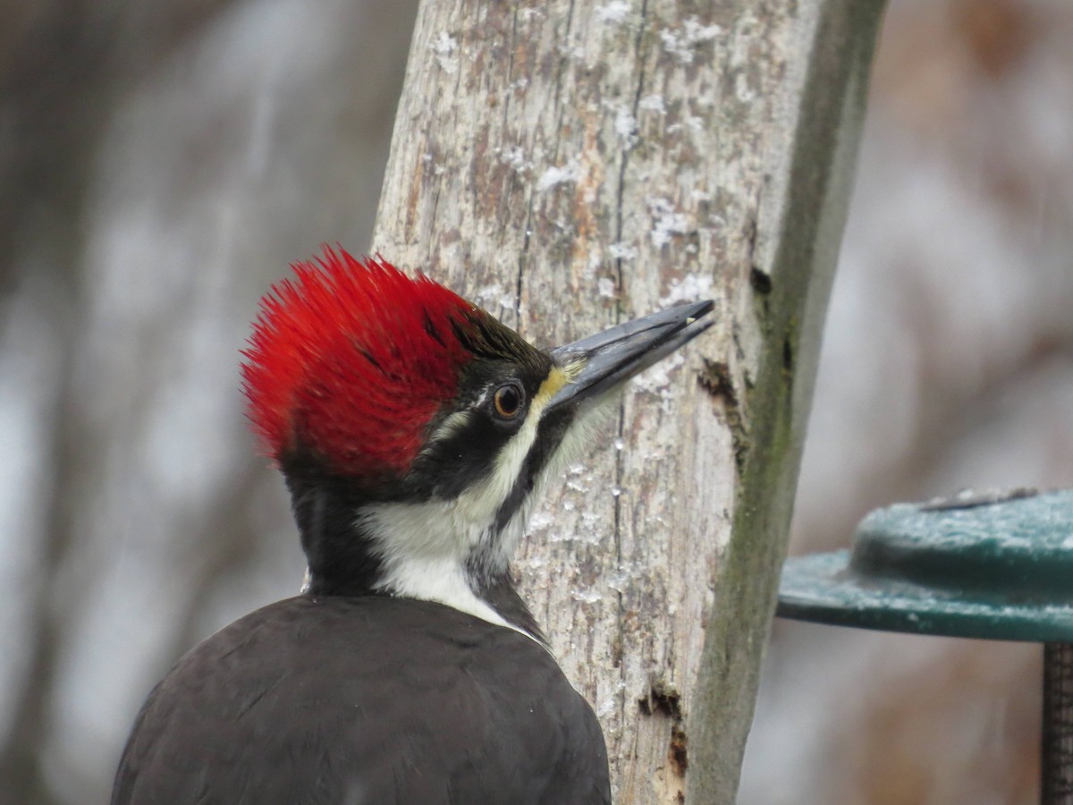 Pileated Woodpecker - Robin Maercklein