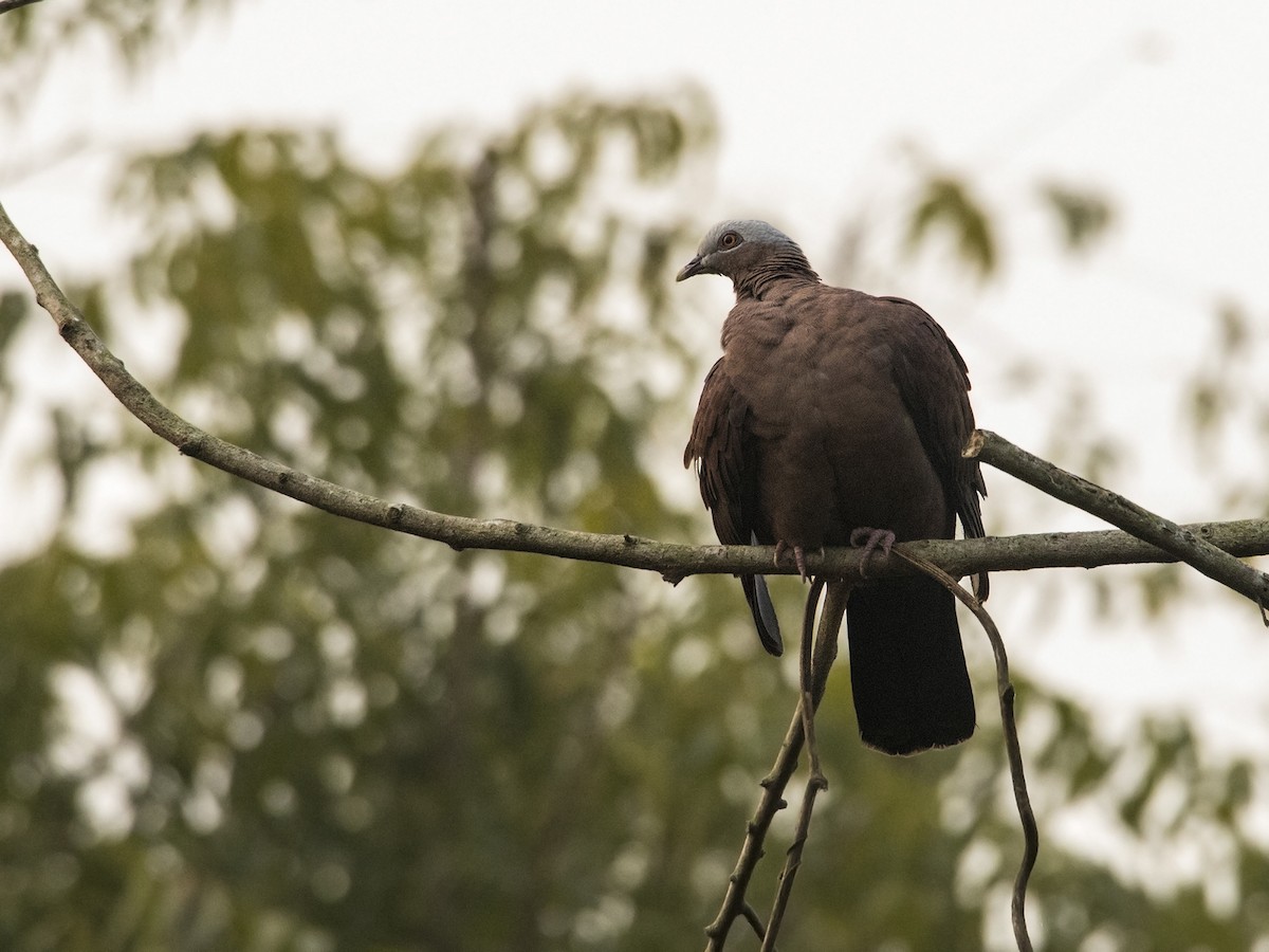 Pale-capped Pigeon - Garima Bhatia