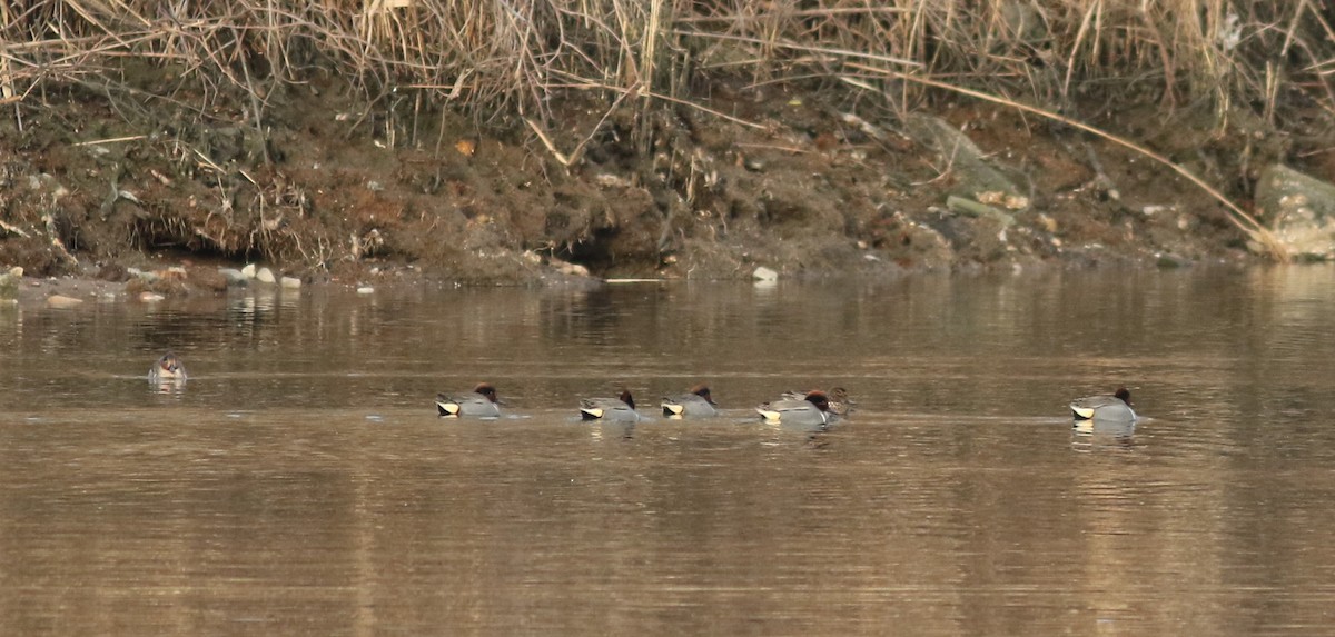 Green-winged Teal - ML411830861
