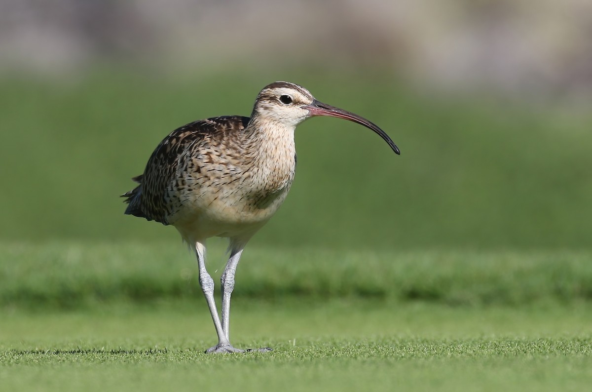 Bristle-thighed Curlew - ML411833591